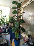 Te koop Ficus Robusta, Ophalen, Ficus, Halfschaduw, In pot