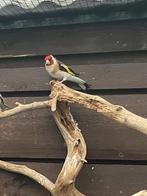 Major Putter man, Dieren en Toebehoren, Vogels | Overige Vogels, Mannelijk, Wildzangvogel, Geringd