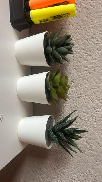 Plantjes