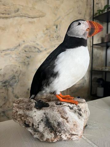 Prachtige Nieuwe Opgezette Papegaaiduiker Taxidermie beschikbaar voor biedingen