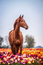 Gezocht: paardenaccomodatie Noord/Zuid Holland, Weidegang, 4 paarden of pony's of meer