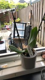 Uitgebloeide orchidee, Huis en Inrichting, Ophalen of Verzenden, Overige soorten, Minder dan 100 cm