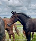 Bijna 3 jarige hengst, Dallas x Falaise de Muze, Dieren en Toebehoren, Paarden, Springpaard, Gechipt, Hengst, 3 tot 6 jaar