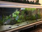 Ferplast star 200, Dieren en Toebehoren, Vissen | Aquaria en Toebehoren, Ophalen, Gebruikt, Leeg aquarium