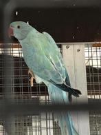 Halsbandparkieten, Dieren en Toebehoren, Vogels | Parkieten en Papegaaien, Meerdere dieren, Parkiet, Geringd