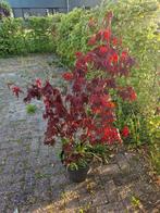 Acer palmatum bloodgood Japanse esdoorn, Tuin en Terras, Planten | Struiken en Hagen, Ophalen, Esdoorn, Minder dan 100 cm