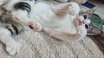 Poesje zoekt personeel, Dieren en Toebehoren, Katten en Kittens | Overige Katten, Meerdere dieren, Kortharig, 0 tot 2 jaar