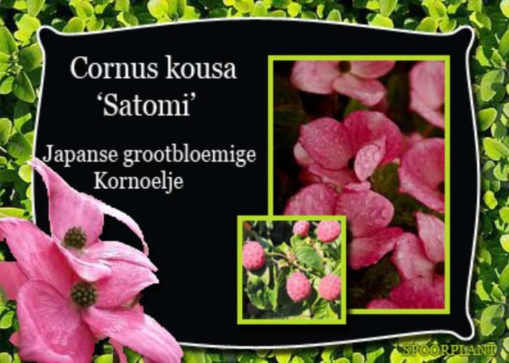 Bloeiende bomen en of zuilbomen, Tuin en Terras, Planten | Bomen, Overige soorten, Volle zon, Lente, Ophalen