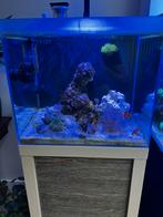 Nano Zeeaquarium 60L – Compleet en Instapklaar!, Ophalen of Verzenden, Zo goed als nieuw, Gevuld zeewateraquarium