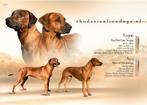 Rhodesian Ridgeback pups met FCI stamboom, Rabiës (hondsdolheid), Meerdere, 8 tot 15 weken, Meerdere dieren