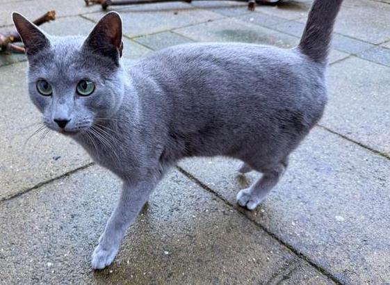 Dekkater Blauwe Rus (junior Champion) met ervaring., Dieren en Toebehoren, Katten en Kittens | Raskatten | Korthaar, Kater, 0 tot 2 jaar