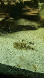 Vietnamese algeneter (raampoetser), Dieren en Toebehoren, Ophalen