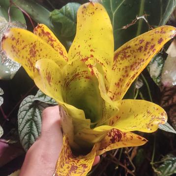 Spectaculaire Bromelia's, alle soorten en maten beschikbaar voor biedingen
