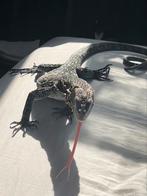 Varanus macraei 3x (blauwe boom varaan), Hagedis, Met terrarium, 0 tot 2 jaar