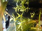 Molly te koop, Dieren en Toebehoren, Vissen | Aquariumvissen, Vis