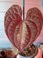 Dioscorea Discolor Gewortelde Stekken, Huis en Inrichting, Ophalen of Verzenden, Overige soorten, Minder dan 100 cm