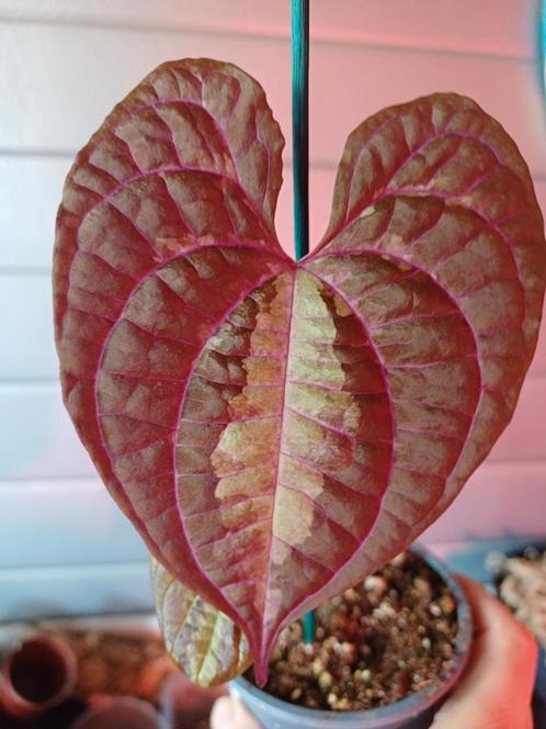 Dioscorea Discolor Gewortelde Stekken, Huis en Inrichting, Kamerplanten, Overige soorten, Minder dan 100 cm, Ophalen of Verzenden