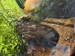 10 garnaaltjes te koop 0,50 pst, Dieren en Toebehoren, Vissen | Aquariumvissen, Kreeft, Krab of Garnaal