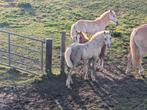 Palomino hengst veulen en Welsh a pony's, Dieren en Toebehoren, Pony's, 0 tot 2 jaar, A pony (tot 1.17m), Meerdere dieren, Recreatiepony