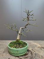 Euonymus, kardinaalshoed pre bonsai, Ophalen of Verzenden