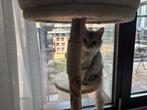 TE KOOP: Lieve Siberische Neva Masquarade kitten, Dieren en Toebehoren, Kater, Langharig, 0 tot 2 jaar