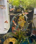 Mannetjes guppen, Vis