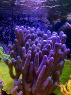 Stylophora blauw/paars, Overige typen