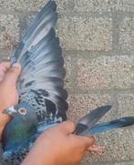 Postduif 100% Gebroeders Janssen., Dieren en Toebehoren, Vogels | Duiven, Mannelijk, Postduif