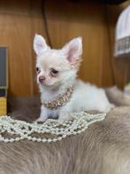 Chihuahua puppy wit langharig, Dieren en Toebehoren, Honden | Chihuahua's en Gezelschapshonden, België, Particulier, Rabiës (hondsdolheid)