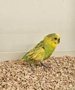 diverse grasparkieten met kruipersziekte!, Dieren en Toebehoren, Vogels | Parkieten en Papegaaien, Meerdere dieren, Parkiet
