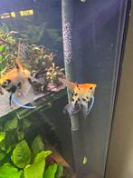 Maanvis koppel, Vis, Zoetwatervis