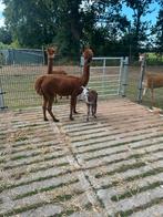 Alpaca merrie met hengst veulen, Dieren en Toebehoren, Augustus, Meerdere dieren