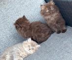 Prachtige kittens.. Brits/Pers, Dieren en Toebehoren, Katten en Kittens | Raskatten | Langhaar, Meerdere dieren, Ontwormd, 0 tot 2 jaar
