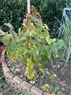 Clerodendrum trichotomum (2 stuks), Overige soorten, Minder dan 100 cm, Zomer, Ophalen