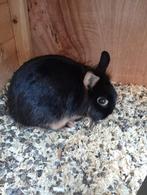 leeuwenkop Zwart bruin vrouwtje, Dieren en Toebehoren, Konijnen, Vrouwelijk