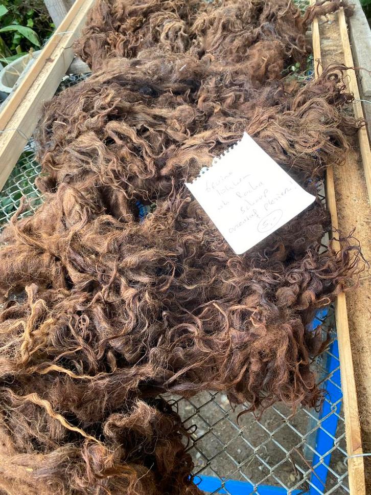 Bruine lokken ongewassen van het Racka schaap, Hobby en Vrije tijd, Cursusmateriaal, Boek, Ophalen of Verzenden