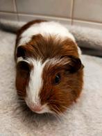 Jonge cavia, Dieren en Toebehoren, Knaagdieren, September, Mannelijk, Cavia