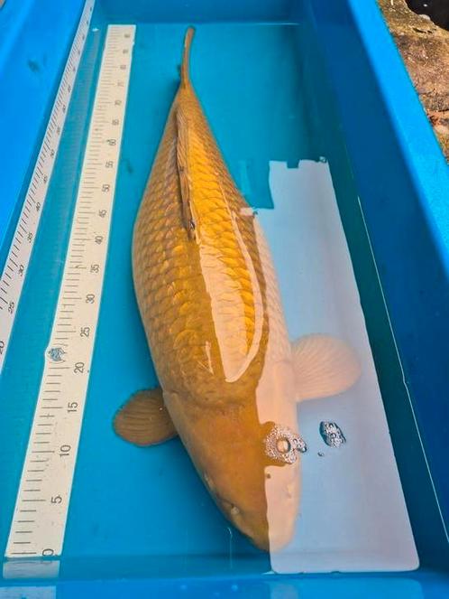 Ginrin Chagoi 86+cm, Dieren en Toebehoren, Vissen | Vijvervissen, Karper of Koi