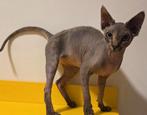 Devon rex  katerjte Beschikbaar, Dieren en Toebehoren, Kater, Gechipt, 0 tot 2 jaar