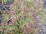 KoopjeJapanse tuin 12  japanse vormbomen, tuinbonsai esdoorn, Overige soorten, 100 tot 250 cm, Zomer, Ophalen