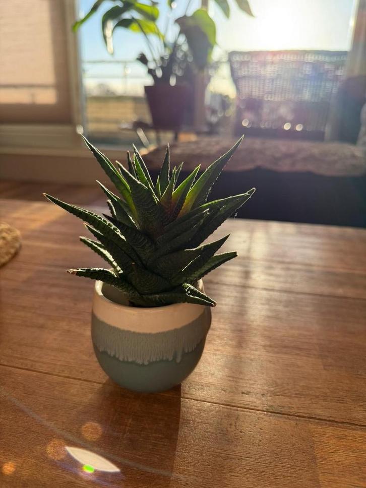 Leeg plantenpotje met magneet, Tuin en Terras, Bloempotten, Zo goed als nieuw, Aardewerk, Binnen, Minder dan 40 cm, Minder dan 25 cm