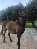 Lieve grote b pony, Dieren en Toebehoren, Pony's, Zadelmak, 7 tot 10 jaar, B pony (1.17m tot 1.27m), Recreatiepony