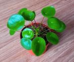 Pannenkoekplant te koop, Huis en Inrichting, Kamerplanten, Ophalen, Overige soorten, Minder dan 100 cm