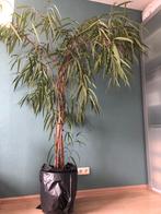 Grote Ficus Alii kamerplant (2,35m), Ophalen, Ficus, 200 cm of meer, Halfschaduw