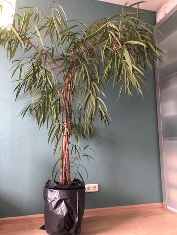 Grote Ficus Alii kamerplant (2,35m) beschikbaar voor biedingen