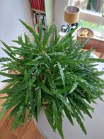 Mooi grote Calathea Rufibarba (Fluwelen Calathea), Huis en Inrichting, Kamerplanten, Ophalen, Overige soorten, Halfschaduw, In pot