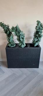 Plantenbak + 3 kunstplanten, Gebruikt, Minder dan 60 cm, Ophalen