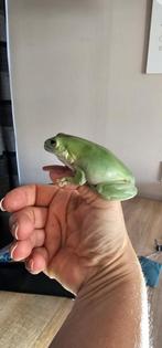Koraalteen kikkers, Dieren en Toebehoren, Reptielen en Amfibieën, Amfibie, 0 tot 2 jaar