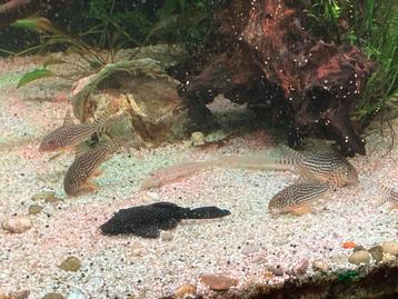 Peppermint Loricariidae (L181) beschikbaar voor biedingen