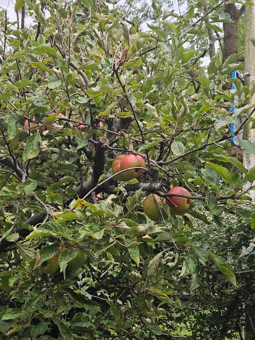 Appelboom Elstar & Pruimenboom - Zelf Uitgraven!, Tuin en Terras, Planten | Bomen, Overige soorten, 250 tot 400 cm, Volle zon